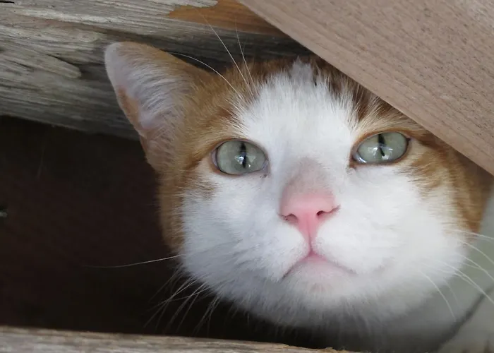 常青住宿加早餐旅馆